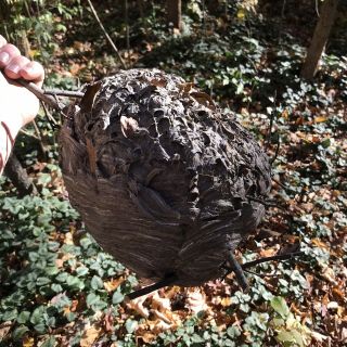 Huge Black Hornet Nest Display Taxidermy Round REAL Paper Wasp Bees Bald Face 3