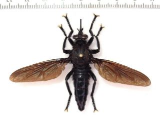 Giant Fly Asilidae Diptera Sp.  1,  Madagascar,  Wingspan 74 Mm