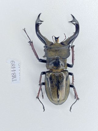 Tm84489 Lucanidae Lucanus Cheni 65mm W Tibet