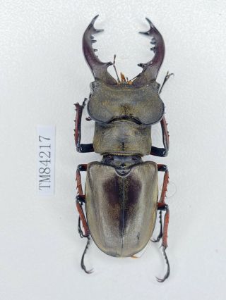Tm84168 Lucanidae Lucanus Boileaui 61mm Sichuan
