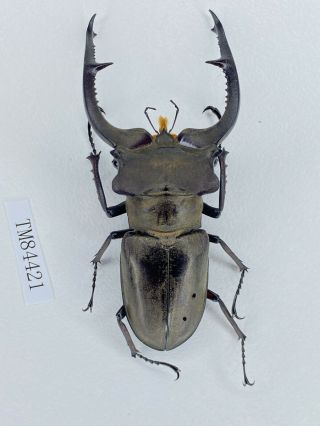 Tm84421 Lucanidae Lucanus Kraatzi Kraatzi 67mm Guizhou