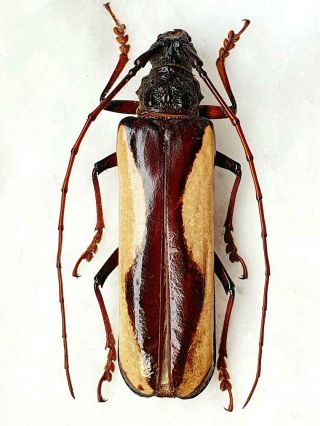 Very Rare Cerambycidae Macrambyx Suturalis Female Huge 67mm,  French Guiana