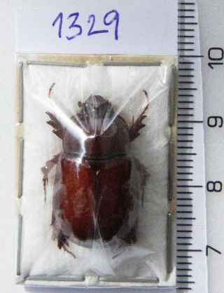 Dynastinae: Dipelicus Ritsemae A1,  1 Pc