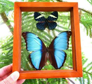 2 Real Framed Butterfly Blue Morpho Deidamia & Hamadryas Velutina Female Peru