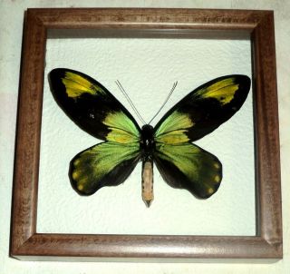 Ornithoptera Victoriae Epiphanes Male In A Frame Of Good Breed Siberian Wood