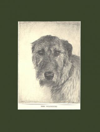 Rare Irish Wolfhound Dog Drawing Print 1935 By Malcolm Nicholson 10x13 Mat