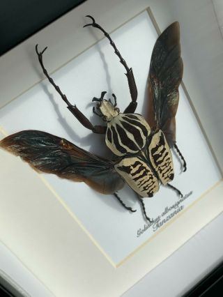 Real Framed Beetle,  (goliathus Albosignatus Kirkianus) 6x6 Shadowbox Frame