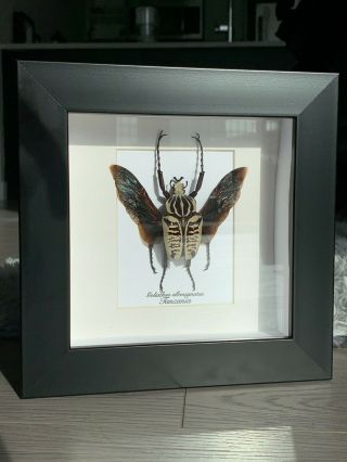 Real framed beetle,  (Goliathus albosignatus kirkianus) 6x6 shadowbox frame 2