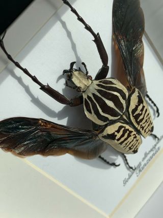 Real framed beetle,  (Goliathus albosignatus kirkianus) 6x6 shadowbox frame 3
