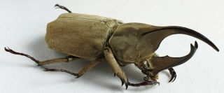Scarabaeidae,  Dynastinae Spodistes Batesi Panama Pair With Big Male 38 - 39mm