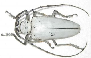 Cerambycidae Rosenbergia Vetusta A1 52mm (west Papua)