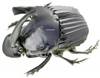 Insect - SCARABAEIDAE Sulcophanaeus faunus - Peru - Monster Male 43mm. 2