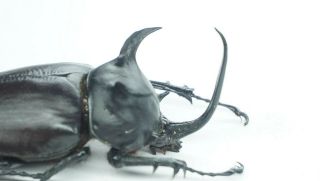 B36056 – Eupatorus Siamensis? Beetles,  Insects Dak Nong Vietnam 72mm