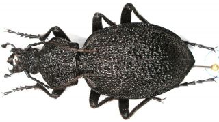 31.  Carabidae – Carabus (procerus) Gigas Gigas.  Male