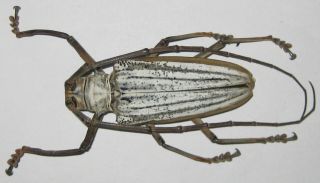 Cerambycidae Batocera Lamondi Female A1 71mm (solomons Islands) Xl