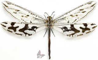 Palpares Sp.  - Female From Namibia Desert,  Giant 142mm,  Mounted,  Actual Specimen