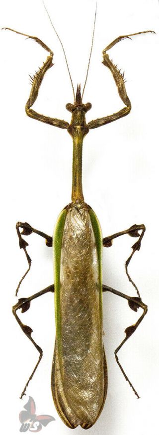 Vates Sp.  (mantidae) From South America,  Rare,  Actual Specimen