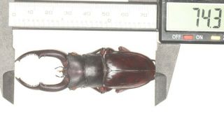 Lucanidae Hexarthrius Sp.  West Yunnan 74.  3mm