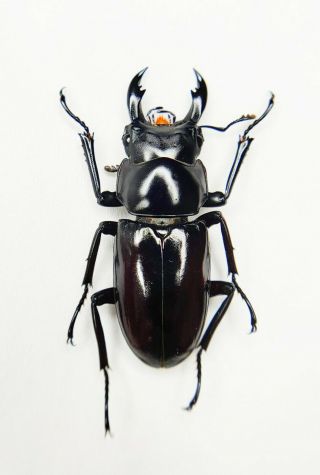 Lucanidae,  Dorcus Sp,  34.  7mm,  New?,  China