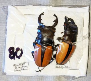 Beetle - Odontolabis Ludekingi 2 Males From Sumatra