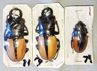 Beetle - Odontolabis Ludekingi 2 Males And 1 Female From Sumatra