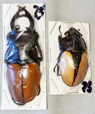 Beetle - Odontolabis Mouhoti Elegans Pair 75 From Thailand