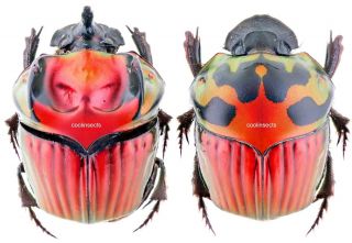 Insect - Scarabaeidae - Oxysternon Festivum - French Guyana - Xl Pair 24mm.
