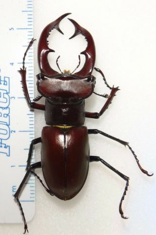 Lucanidae Lucanus Elaphus 53.  3mm Indiana 26c Stag Beetle Lucanid Insect