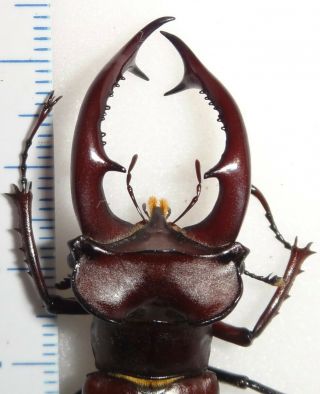 Lucanidae Lucanus elaphus 53.  3mm Indiana 26C Stag Beetle Lucanid Insect 2