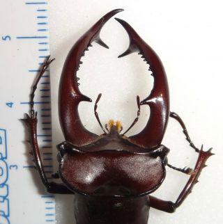 Lucanidae Lucanus elaphus 53.  3mm Indiana 26C Stag Beetle Lucanid Insect 3
