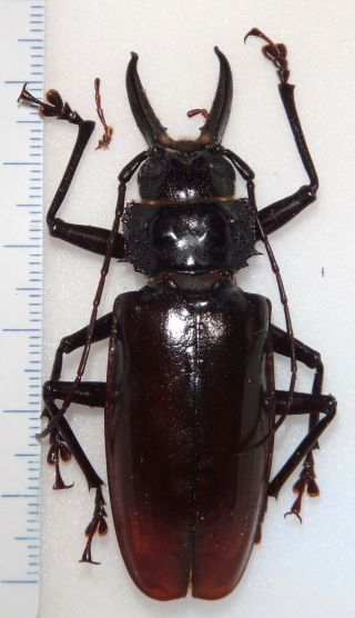 Stenodontes Exsertus Male 64.  9mm Dominican Republic Dr - 5 Longhorn Beetle Titanus