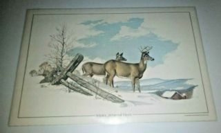 1975 Pa Game Commission 7 Ned Smith Wildlife Placemats In Envelope