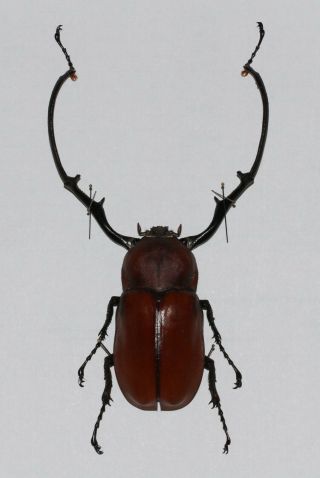 Euchirus Longimanus Male 74mm (indonesia)