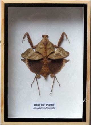 Very Rare Real Dead Leaf Mantis Insect Taxidermy In Wooden Box 7x5x1 Inch
