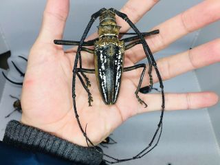 Batocera Wallacei Wallacei From Indonesia 79 - 80mm Rare Size Cerambycidae