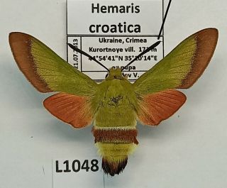 Sphingidae,  Hemaris Croatica,  Female,  A1,  Ex Pupa,  Ukraine
