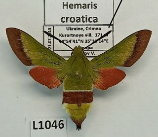 Sphingidae,  Hemaris Croatica,  Female,  A1 -,  Ex Pupa,  Ukraine