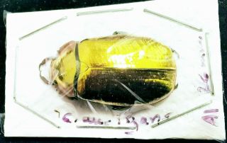 Rutelinae Chrysina Aurigans F.  Gold A1 26mm From Costa - Rica
