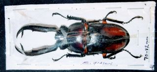 Lucanidae Rhaetulus Didieri 70mm,  A1 Xl From Cameron Highlands - Rare