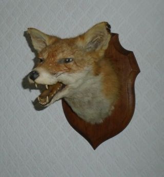 Antique Vintage Taxidermy Snarling Fox Head Mounted On Oak Shield By Deyrolle