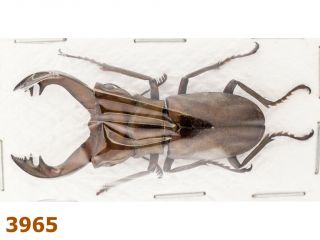 Lucanidae: Cyclommatus Speciosus Ssp.  A2,  46 Mm,  1 Pc