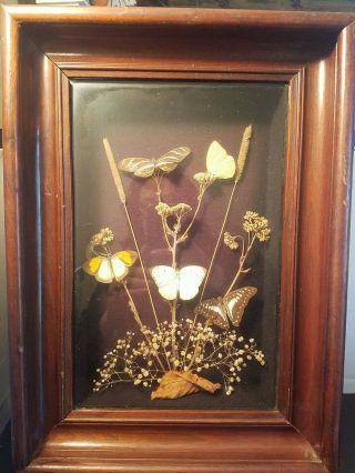 Vintage Handmade Taxidermy Butterflies/dried Flowers Framed Shadow Box Rustic