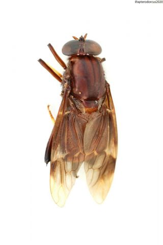 Diptera,  Giant Fly,  Ecuador