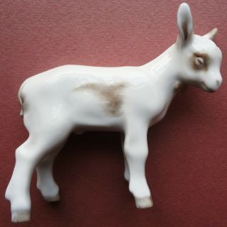 Rare C1920 Vintage Jhr - Hutschenreuther Porcelain Baby Goat Artist Signed We
