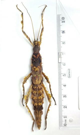 Phasmida,  Anisacanthidae Parectatosoma Sp.  Madagascar,  Rare,  Only One,  80mm