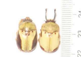 Cetonidae Rutelidae Fruhstorferia Pukupuku Katsurai Guangxi (2)