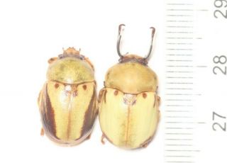 Cetonidae Rutelidae Fruhstorferia Pukupuku Katsurai Guangxi (1)