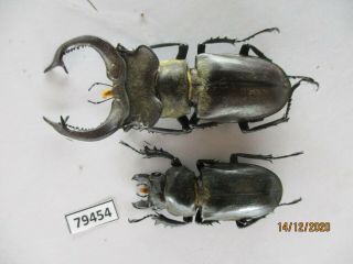 79454 Lucanidae: Lucanus Nobilis.  Vietnam.  Lai Chau.  63mm