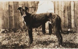 London White City Greyhound Racing - Greyhound " Black Fox " - Real Photo C.  1930