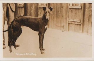London White City Greyhound Racing - Greyhound " Kilmeena Schoolboy " - Rp C.  1930
